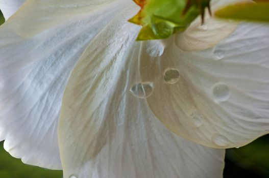 petals of white hibiscus, water drops, droplets, soft, natural, close up, macro