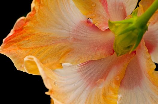 petals of saffron, pink hibiscus, water drops, droplets, soft, natural, close up, macro