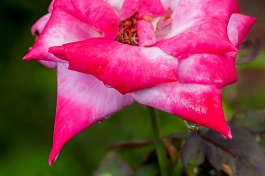 Water drops hanging red rose petals, fresh, natural, close up, macro,