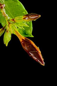 Bud of Aramonda flower, morning light, fresh, green leaves, isolated on black