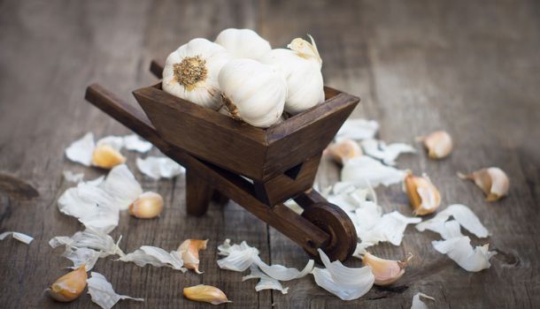Garlic Cloves in a miniature wheelbarrow on wooden background