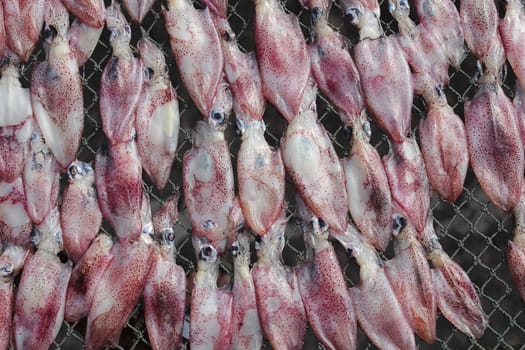 Dried squid at the fishing village in summer day , Eastern of  Thailand