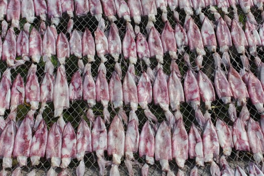 Dried squid at the fishing village in summer day , Eastern of  Thailand