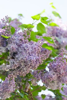 Branch of a pink lilac waves on a wind