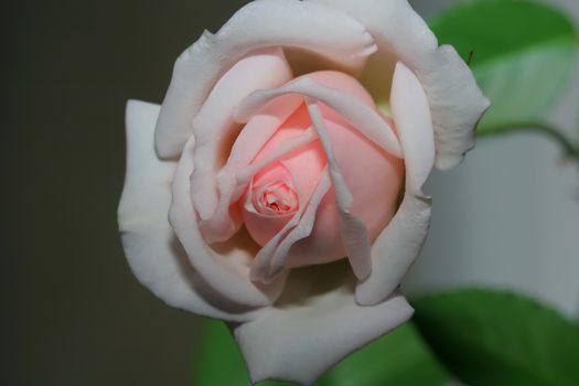 white pink rose and green leaves on white and gray background