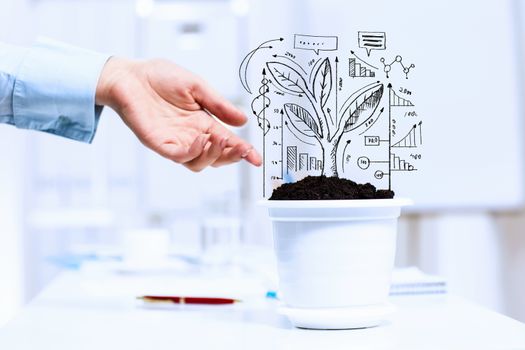 Close-up image of human hand and pot with money tree