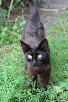 image of black cat with white tie in the bush