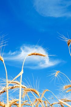 Golden wheat ears with blue sky over them. south Ukraine