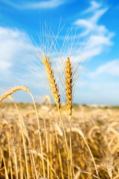 wheat field and blue sky with clouds