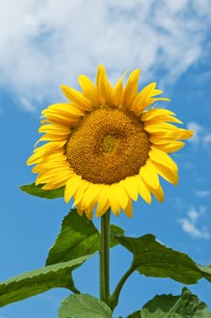 sunflower on a background the sky