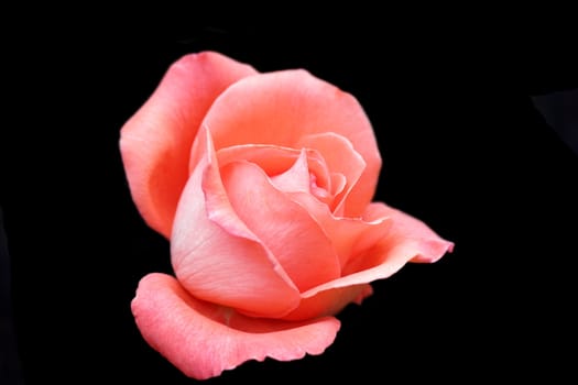 beautiful pink rose in bloom  isolated over dark background