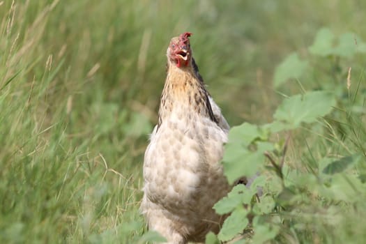 beige hen coming towards camera in the big green grass