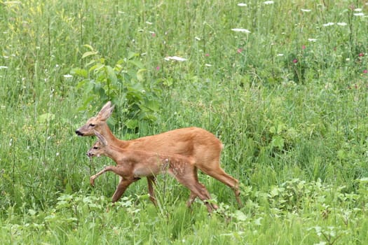 roe deer doe and calf ( capreolus ) walking together among the big grass