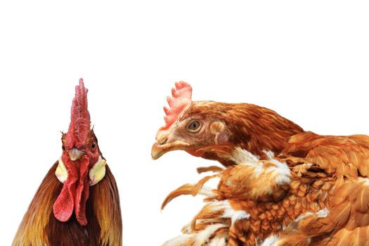 rooster and hen isolated over white, concept of family strife