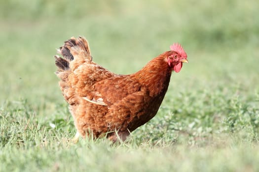 brown hen looking for food in the farm yard