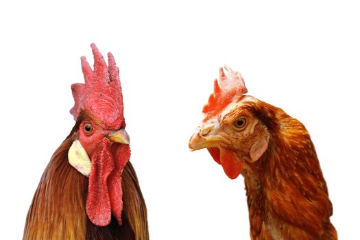 family of rooster and hen standing together over white background