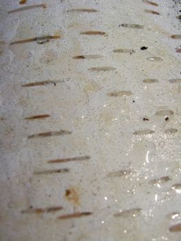 image of background of white bark of birch