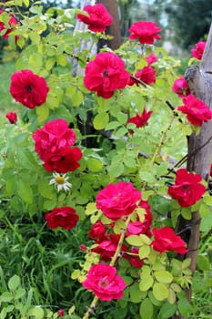 image of beautiful flower of tender red  rose