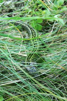 The green small lizard in the grass