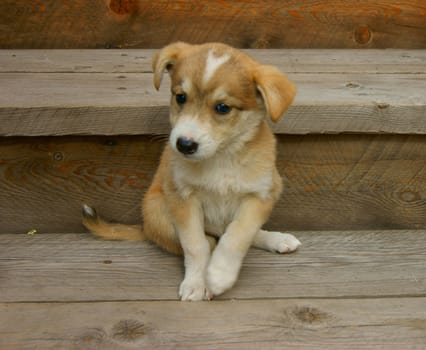 Small gray puppy sits on porch of the building