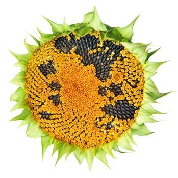 Ripe sunflower on white background is insulated