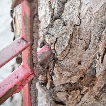 Tree Growing Over the Red Fence