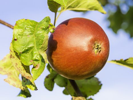 Closeup of one red apple on the branches of an apple tree