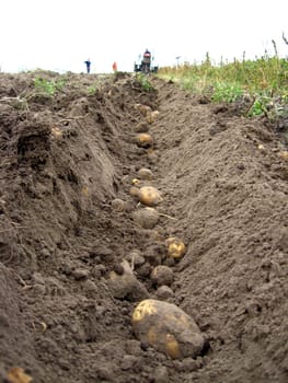 image of process of harvesting of a potato