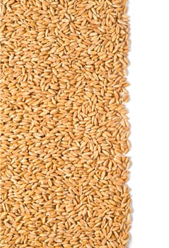 wheat dinkel close-up isolated on white background with clipping path