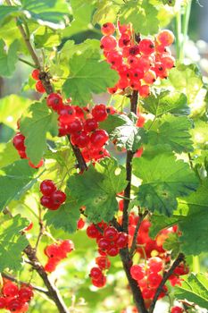 Berry of a red currant  hanging on the bush