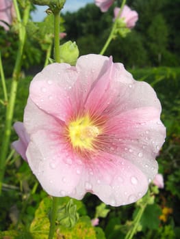 image of beautiful flower of pink mallow