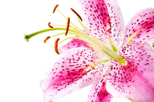 Closeup of a beautiful pink lily flower isolated on white.