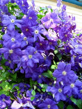 image of  beautiful blue flowers of clematis