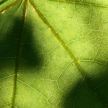 green leaf beautiful nature background