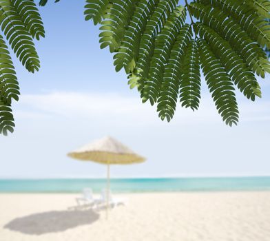 sandy seashore, fresh green palm tree leaves summer time season