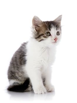 Small kitten. Kitten on a white background. Small predator. Small cat.