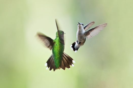Two beautiful hummingbirds in flight doing their playful mating dance or fighting on a green blurred background of vegetation plants.