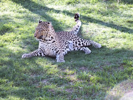 The African Leopard (Panthera pardus pardus) is a subspecies occurring across most of sub-Saharan Africa, occupying both rainforest and arid desert habitats. In 2008, the IUCN classified leopards as Near Threatened and they are becoming increasingly rare outside protected areas.