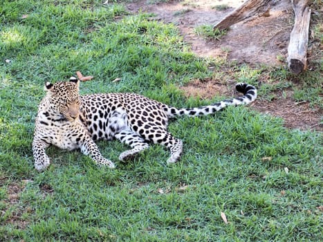 The African Leopard (Panthera pardus pardus) is a subspecies occurring across most of sub-Saharan Africa, occupying both rainforest and arid desert habitats. In 2008, the IUCN classified leopards as Near Threatened and they are becoming increasingly rare outside protected areas. 