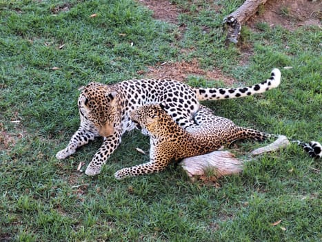 The African Leopard (Panthera pardus pardus) is a subspecies occurring across most of sub-Saharan Africa, occupying both rainforest and arid desert habitats. In 2008, the IUCN classified leopards as Near Threatened and they are becoming increasingly rare outside protected areas. 