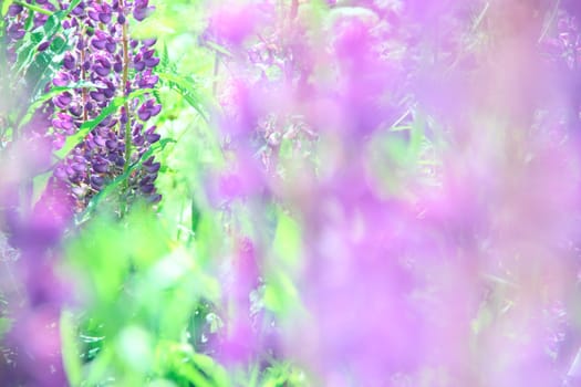 Beautiful summer lupine flowers close-up