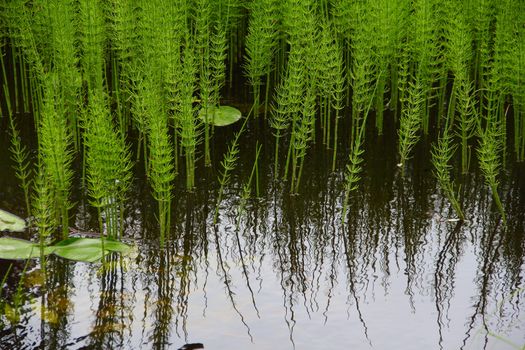 Pond with water plants natural background