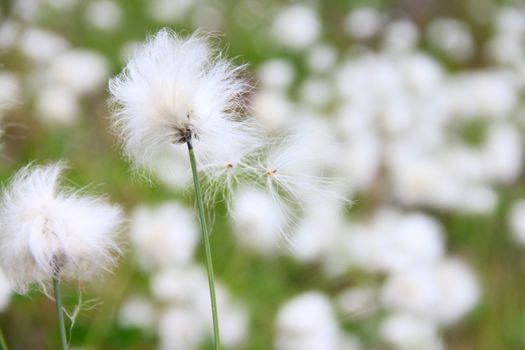 Beautiful white flowers od cottongrass, Eriophorum vaginatum