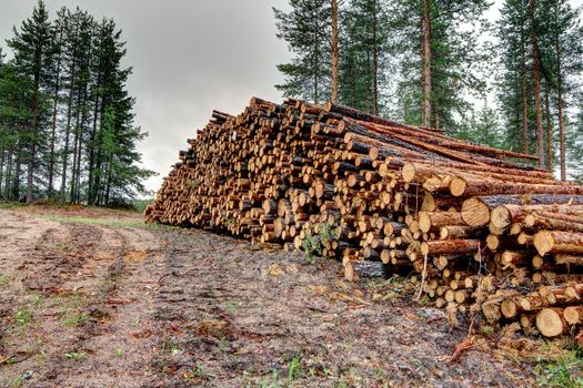 Freshly cut tree logs piled up near a forest road