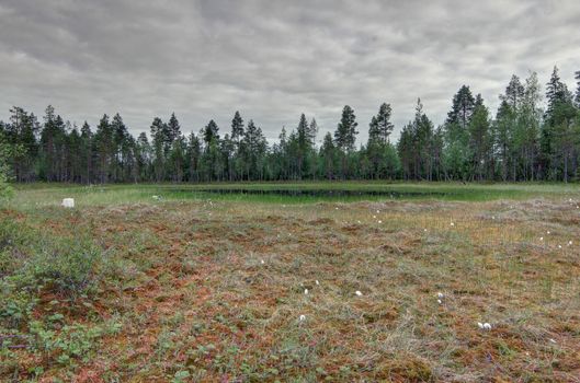 Lake in swamp of north woods