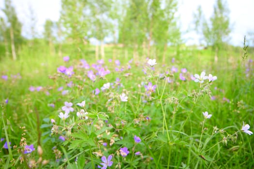 Wild flowers in grass, natural background