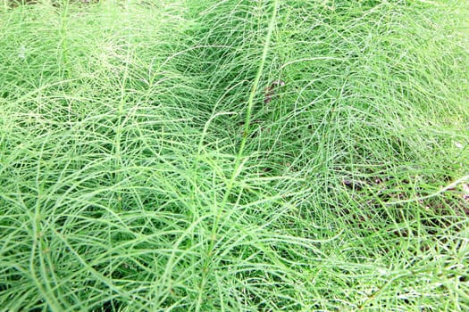 Bright green grass background close up