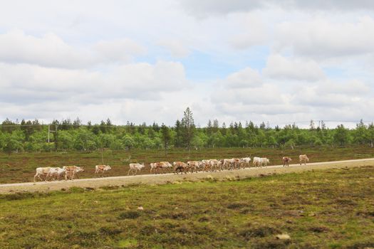 Herd of deer grassing along rural road in Lapland