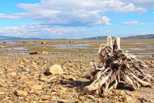 Summer arctic landscape with lake, mountains and dry tree root