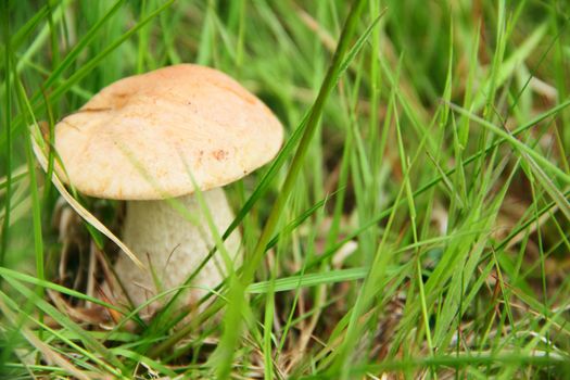 Boletus Edulis in grass close up